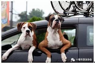 娱乐吃瓜酱骑车狗,骑行狗的趣味日常